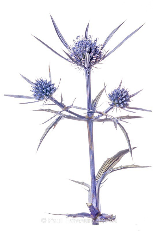 Amethyst Eryngo (Eryngium amethystinum) - Plants - WB