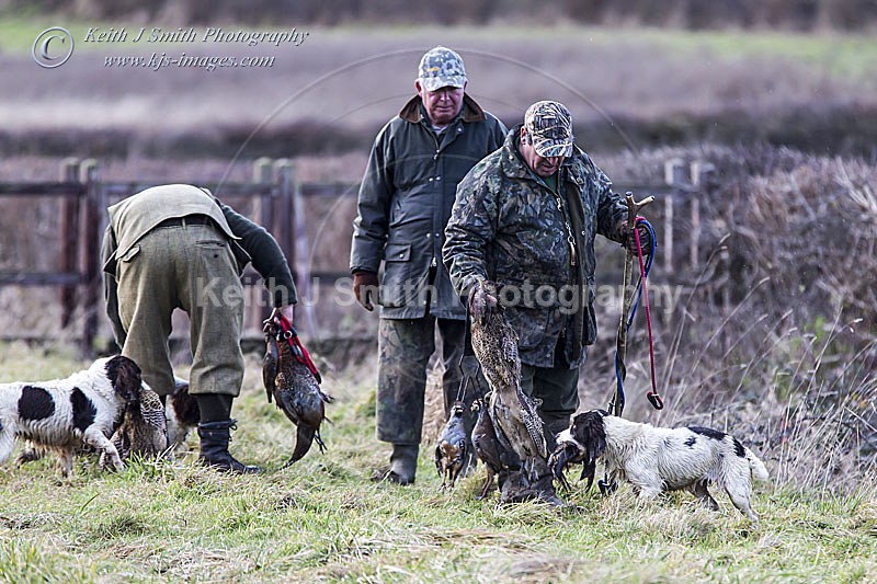 6KJS4144 - Working Dogs