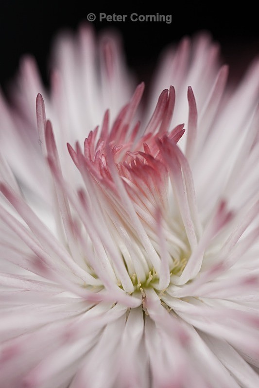  - Flowers