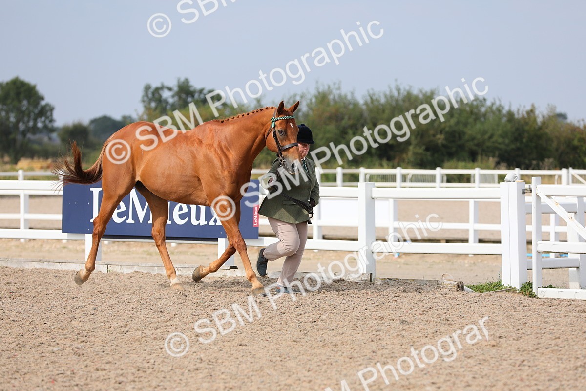 SBM_15906 - Class 313 IH Retired Racehorse