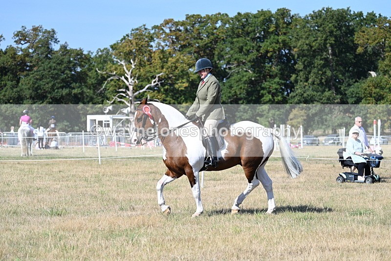 WJ7_3264 - Class 8 Ridden Tack & Turnout