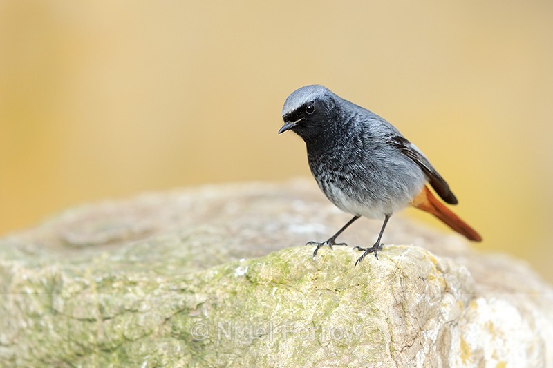 Black Redstart (male) perched on a rock, Brean Sands, Somerset - Black Redstart