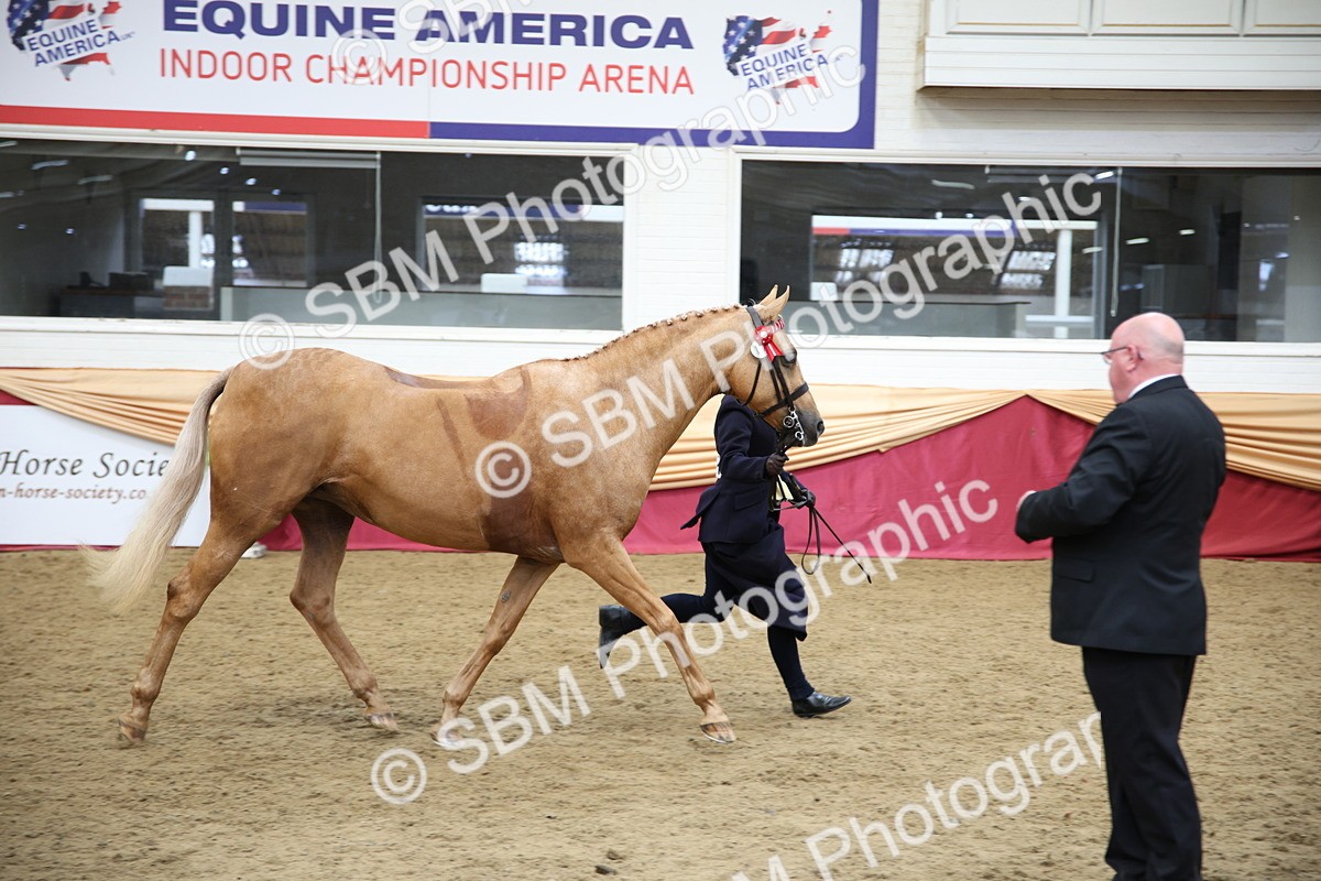 SBM_24751 - Class 906 - Supreme Final - Ridden Pre Vet