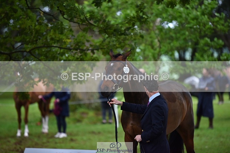 240522-164910-01174 - 260-WATERVALLEY_ROYAL_GUY-Harry_Meade