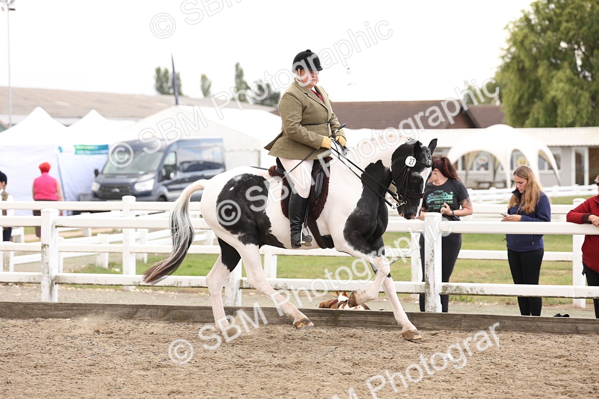 SBM_04199 - Class 54 - Riding Club Horse/Pony
