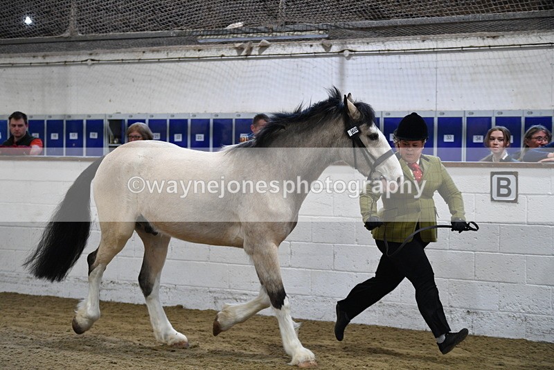 WJ5_3463 - Class 1 Youngstock