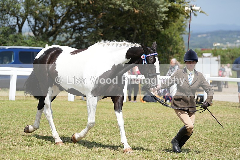 DSC07114 - Class 61: Coloured Horse 4yrs & Over