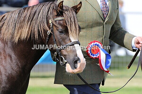SIAL5187 - overall champion