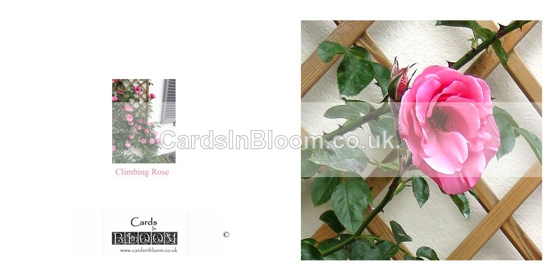 037 Trellis Climbing Rose - FLORAL GREETING CARDS