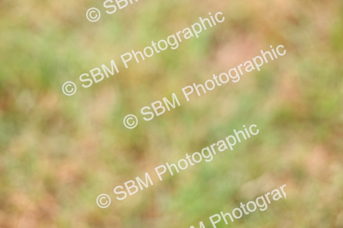 SBM_02845 - Class 9-11 Side Saddle including LIHS Rising Star Ladies Show Horse