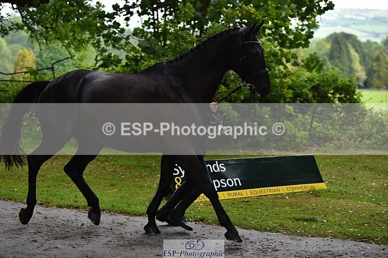 240522-152842-00369 - 359-PROMISING_PETE_TSF-Felix_Etzel