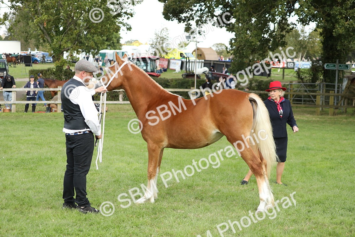 SBM_65496 - S47 - Mountain & Moorland In Hand Large Breeds