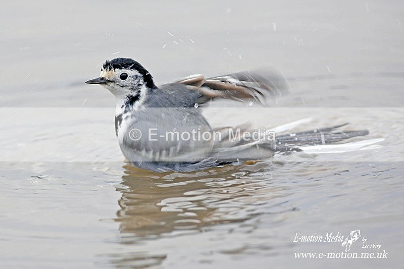 Pied Wagtail 290107 - Nature