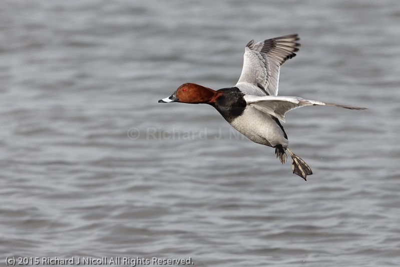 Pochard (Aythya ferina) male landing - Pochard (Aythya ferina)
