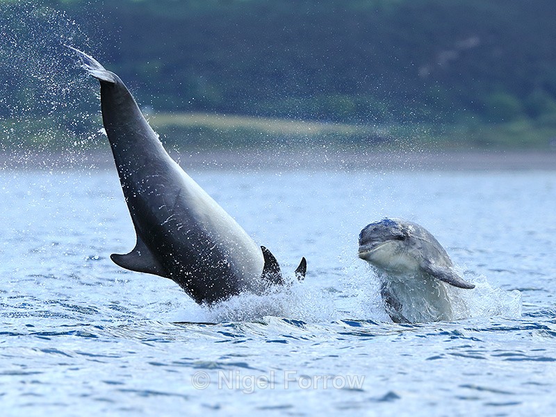 Bottlenose Dolphin calf jumping next to a somersaulting adult - Dolphin