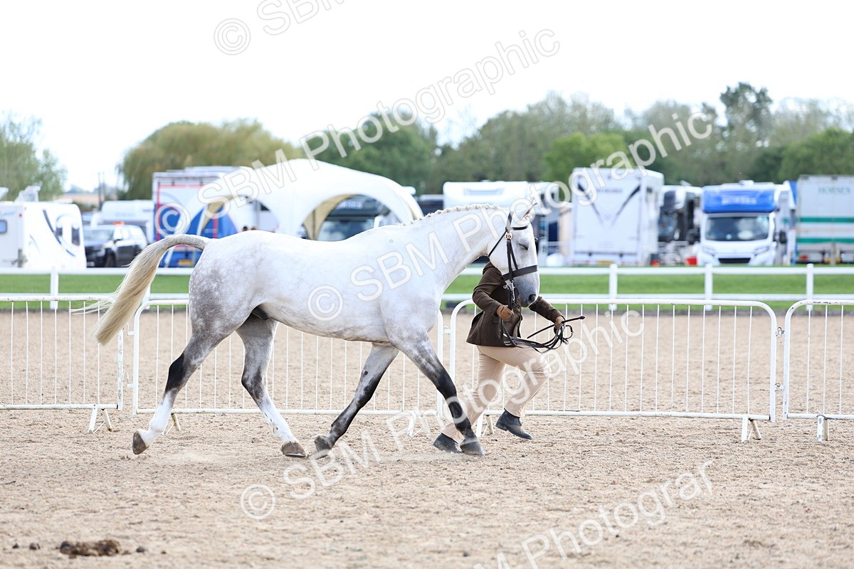SBM_18690 - Class 317 - IH Pure Bred Horse-Pony