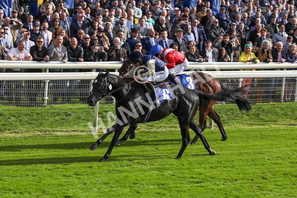 141023-Race 1-Purosangue-0284 - Race 1 1.15pm Coral Rockingham Stakes