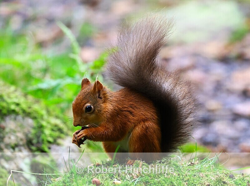 Red Squirrel - United Kingdom