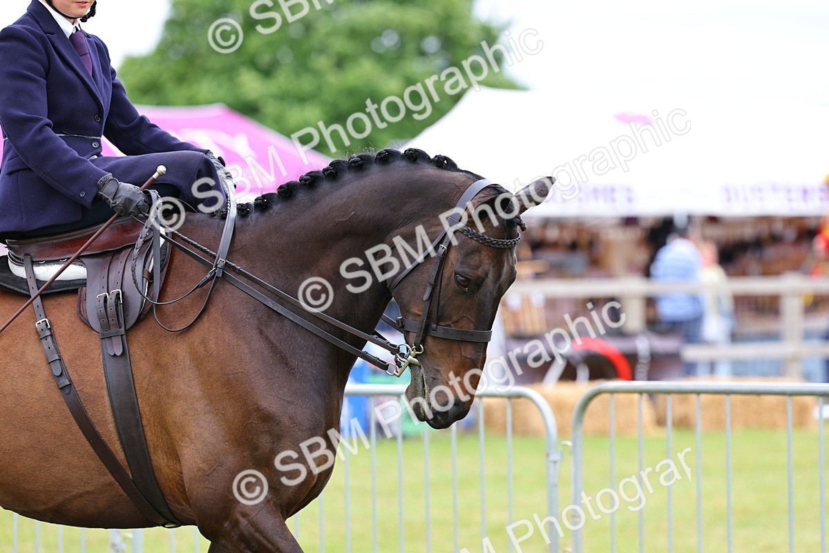 SBM_02801 - Class 9-11 Side Saddle including LIHS Rising Star Ladies Show Horse