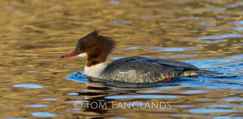 Goosander - Wildfowl