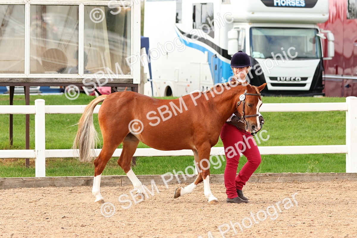 SBM_10164 - Class 205 - IH Show Pony - Show Hunter Pony