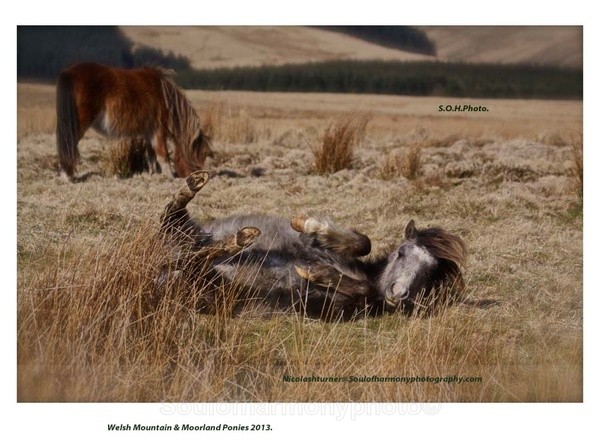 Welsh  Mountain & Moorlands - Wildlife Wildlife