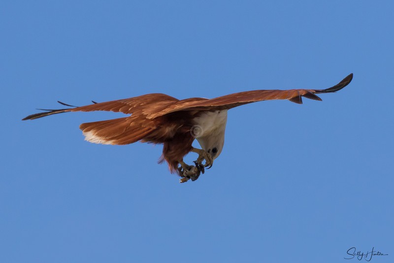 Brahminy Kite with Crab 6