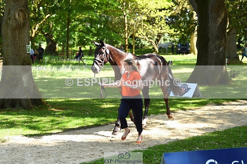 230524-151718-00182 - 317-FERNHILL_KANKAN-Jonelle_Price-WEDTrotUp+DR