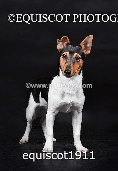 equiscot1911 - MARIS & CHIP