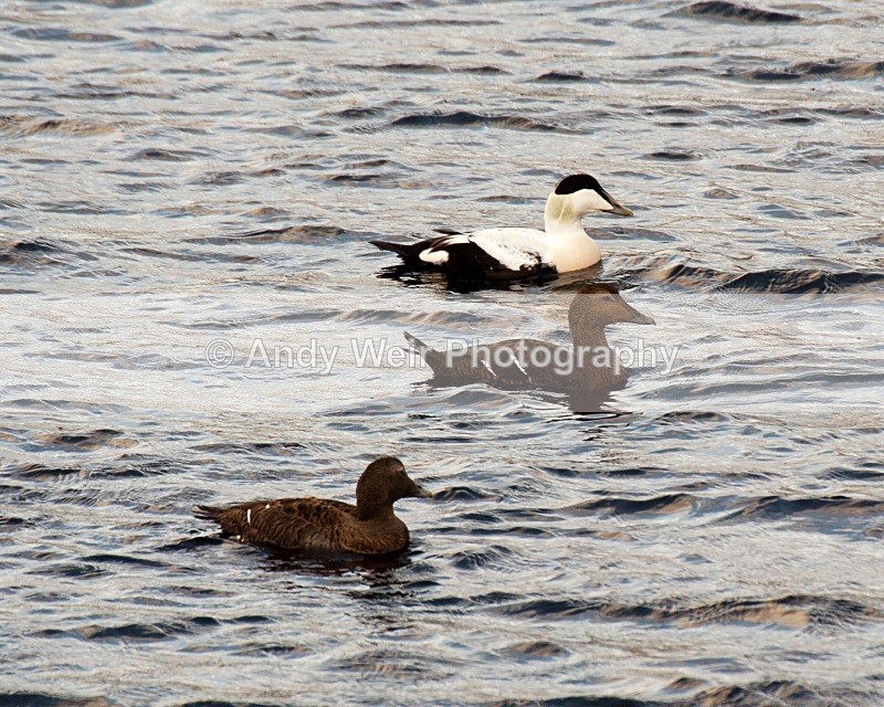 20071016-086 - Eider Duck
