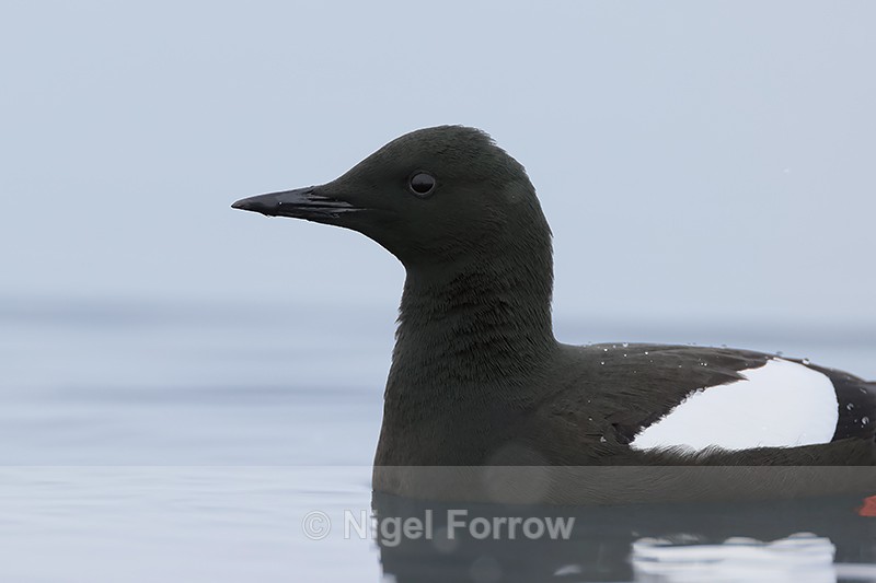 Black Guillemot, close view, Spitsbergen, Svalbard - Black Guillemot
