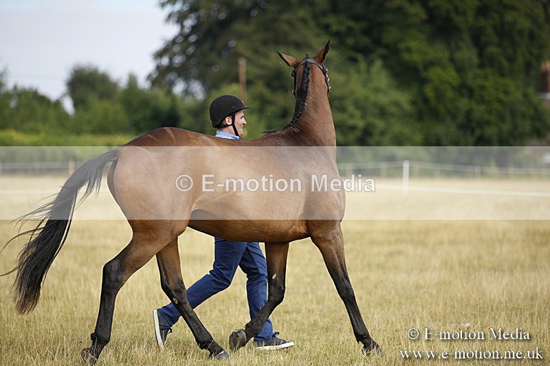 _C7A9166 - BVRC Sow 2018 Ring 2