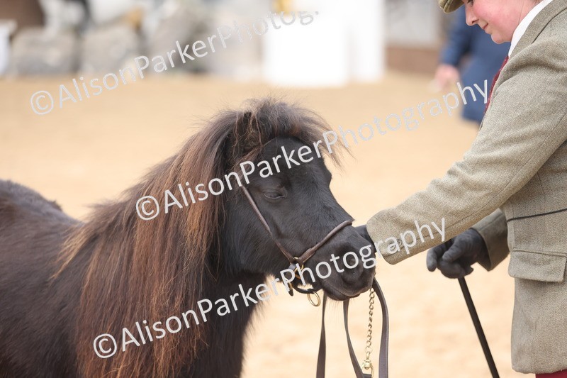 20251109-0317 - Class 13 - Mares 4 Years and Over