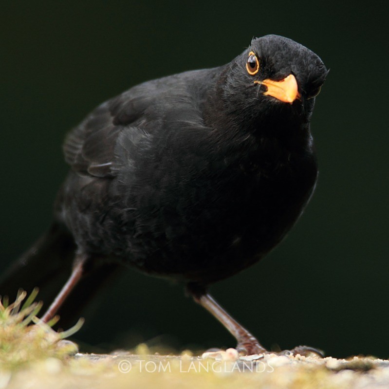 Blackbird - All Other Birds