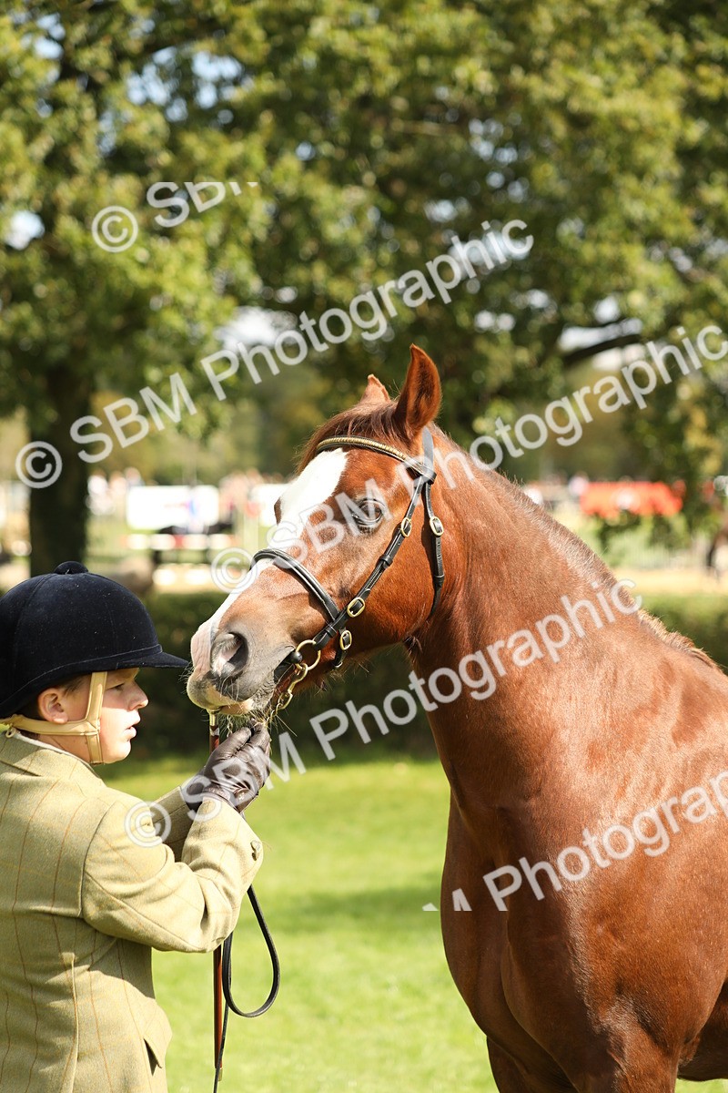SBM_65414 - S47 - Mountain & Moorland In Hand Large Breeds