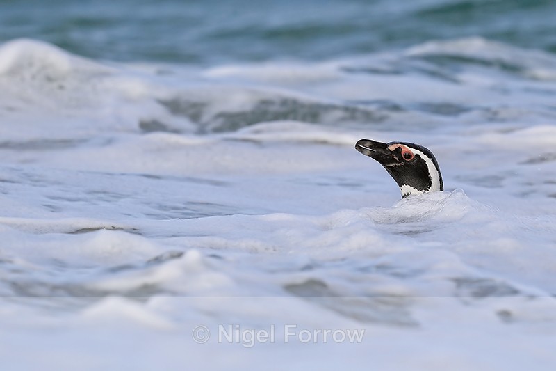 Magellanic Penguin head above surf, Carcass Island, Falklands - Magellanic Penguin