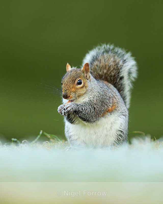 Grey Squirrel feeding, frosty scene, Worcestershire - Squirrel