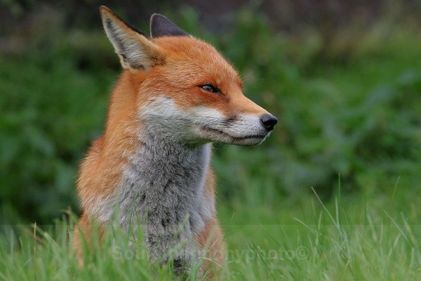 Red Fox - Captured Wild life/Domestic/ livestock Animals