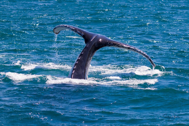 Down she goes 0A3A6351 - Humpback Whales