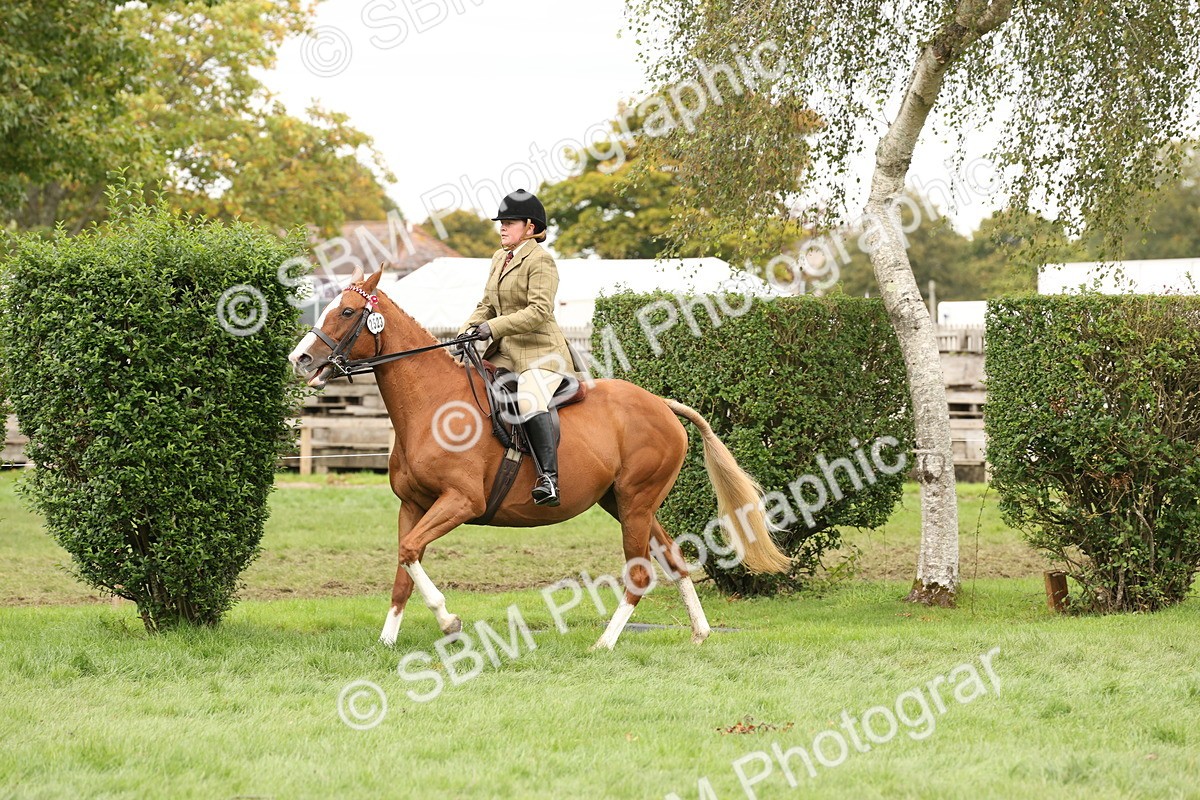 SBM_64267 - S65 - Riding Horse & Hack & Thoroughbred Ridden