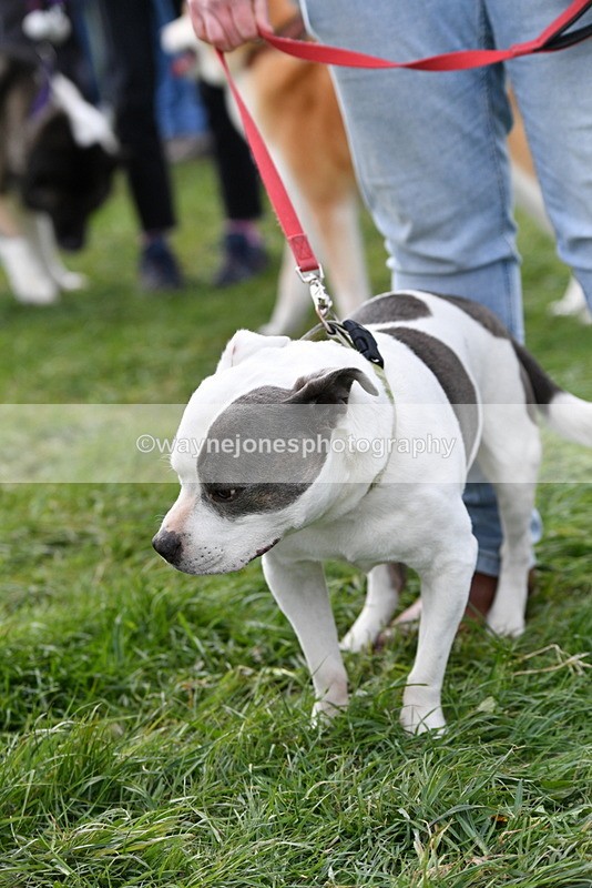 WJ5_9997 - Class 5 Best Veteran / 7 years & over