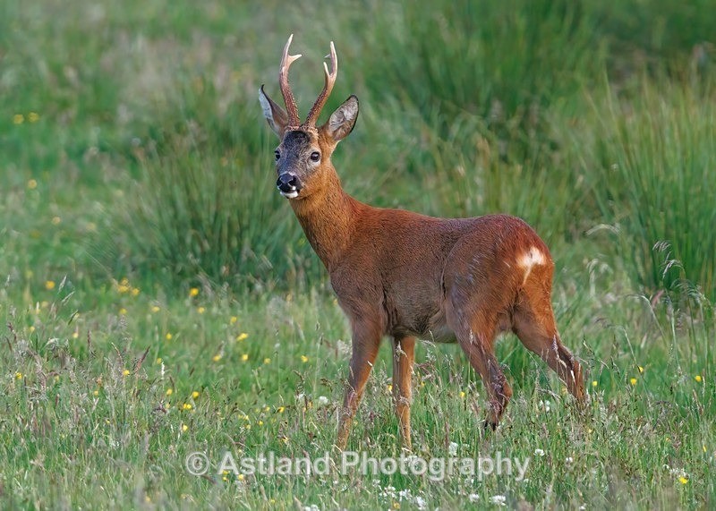Roe Deer - Latest Images