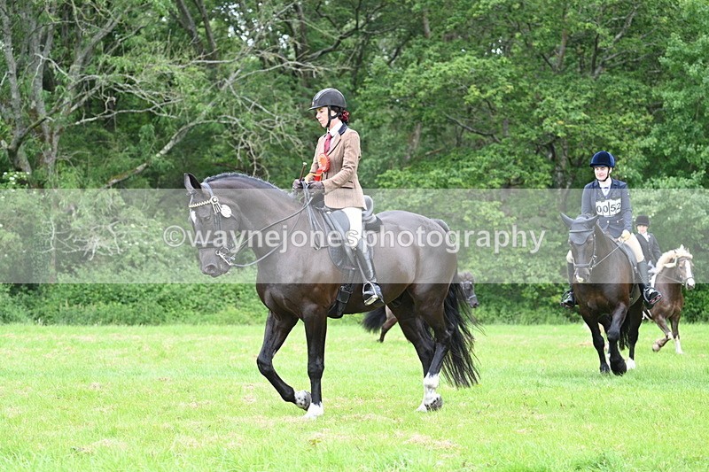 WJ7_4330 - Class 14A Handsome Gelding