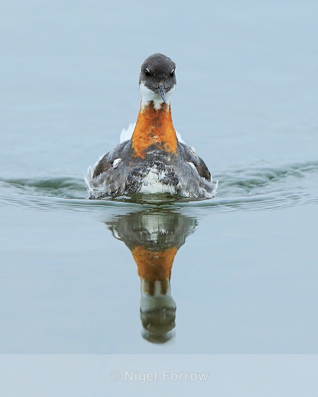 Red-necked Phalarope (female) head-on, Iceland - Red-necked Phalarope