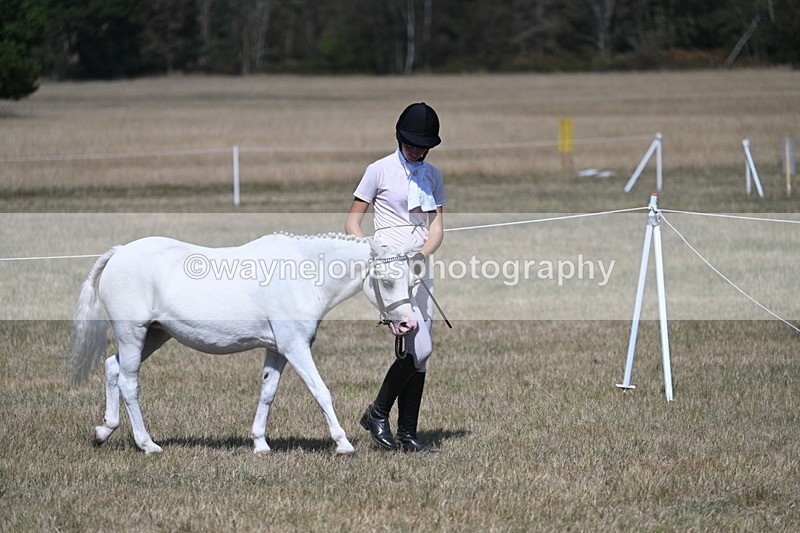 WJ7_1180 - Class 41 Prettiest Mare
