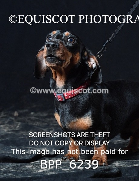 BPP_6239 - LESLEY GRANGER DOGS