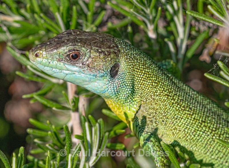 The European green lizard (Lacerta viridis) ♂︎ - Insects & Spiders & other animals 2021