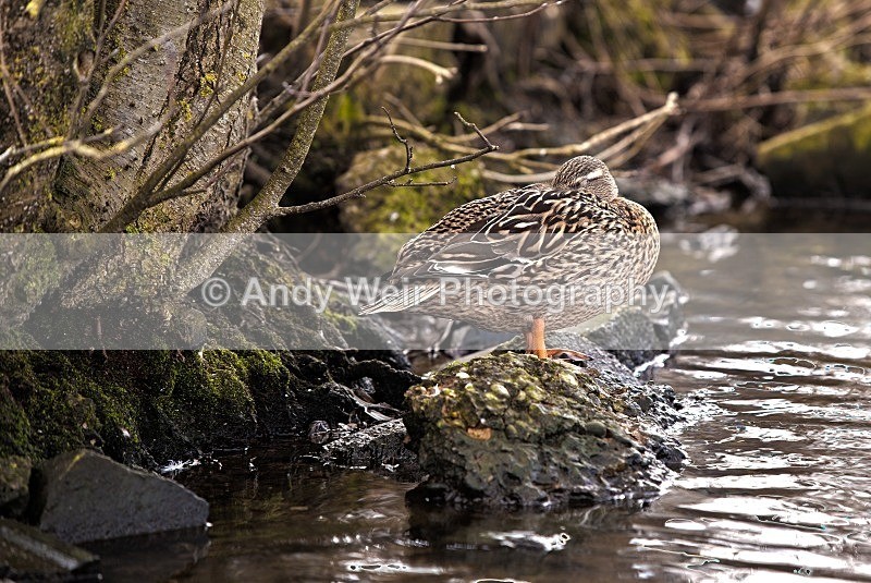 20120303-_MG_9037-999 - Mallard