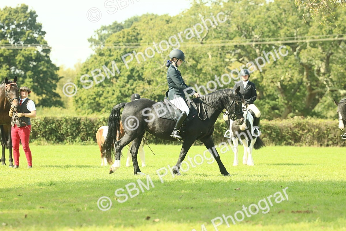 SBM_66536 - S34 - Rehabilitated Rescue Horse & Pony In Hand & Ridden