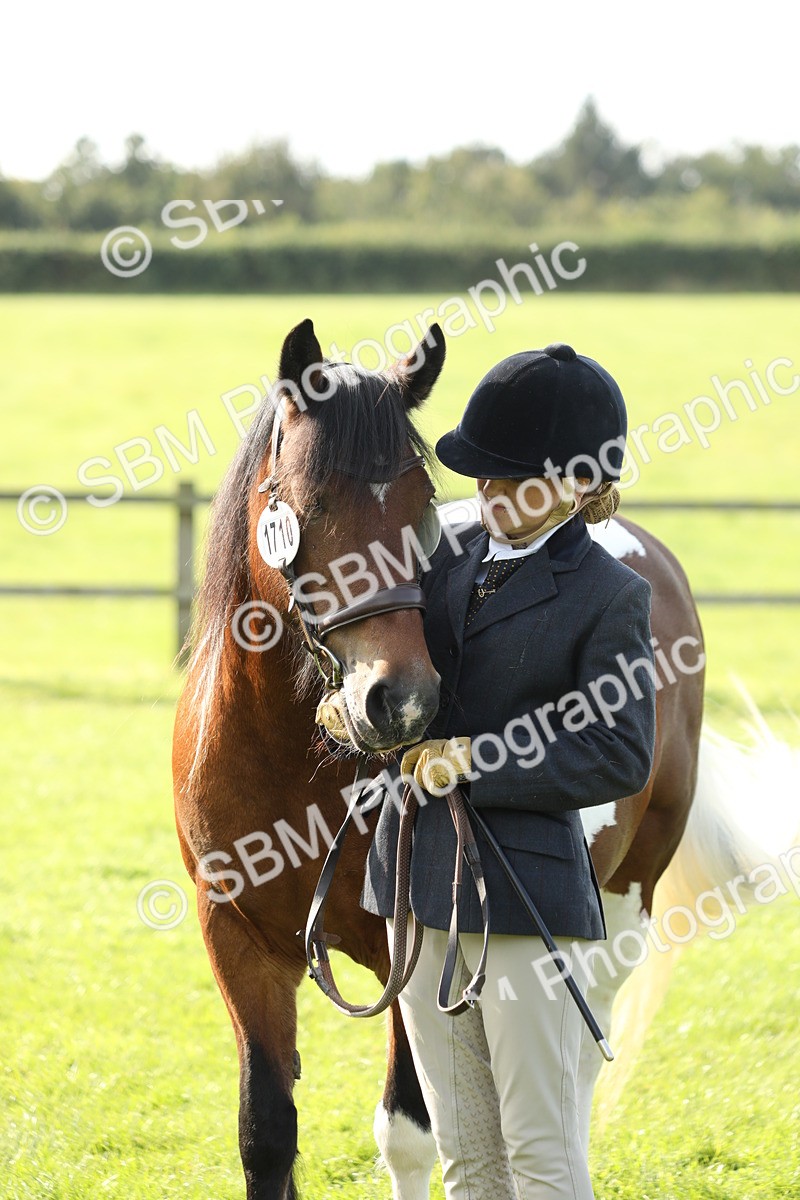 SBM_60972 - S43 - Coloured Pony In Hand